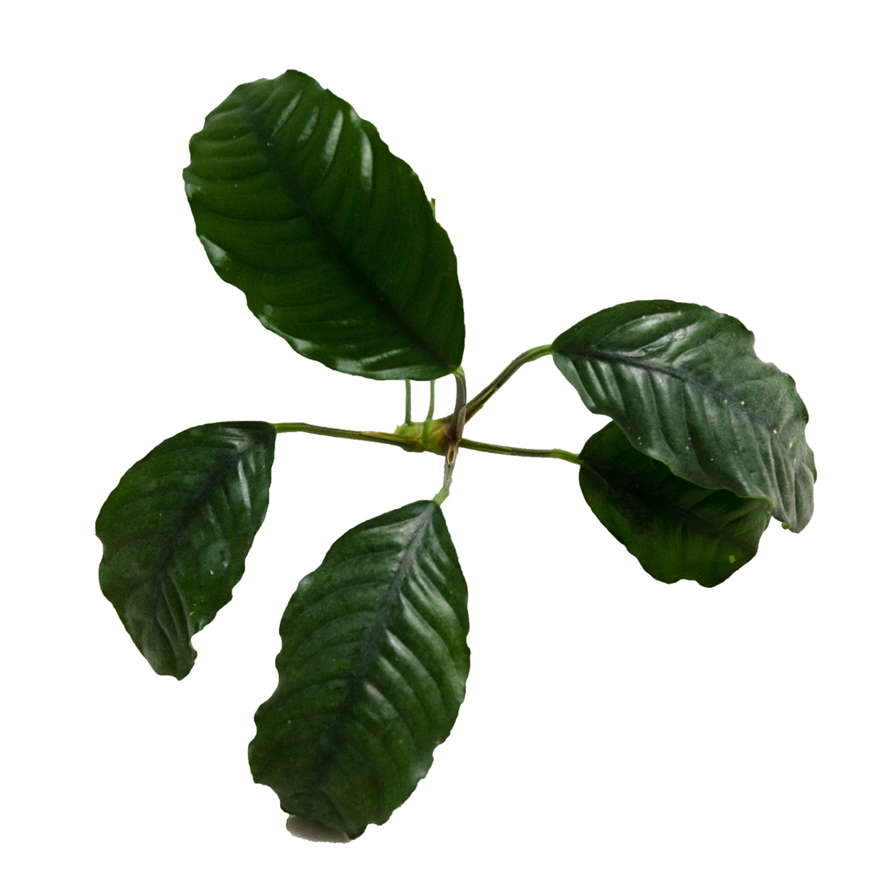 انوبیاس کافی فولیا   anubias coffeefolia