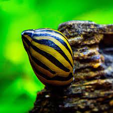 حلزون زبرا Zebra Nerite Snail