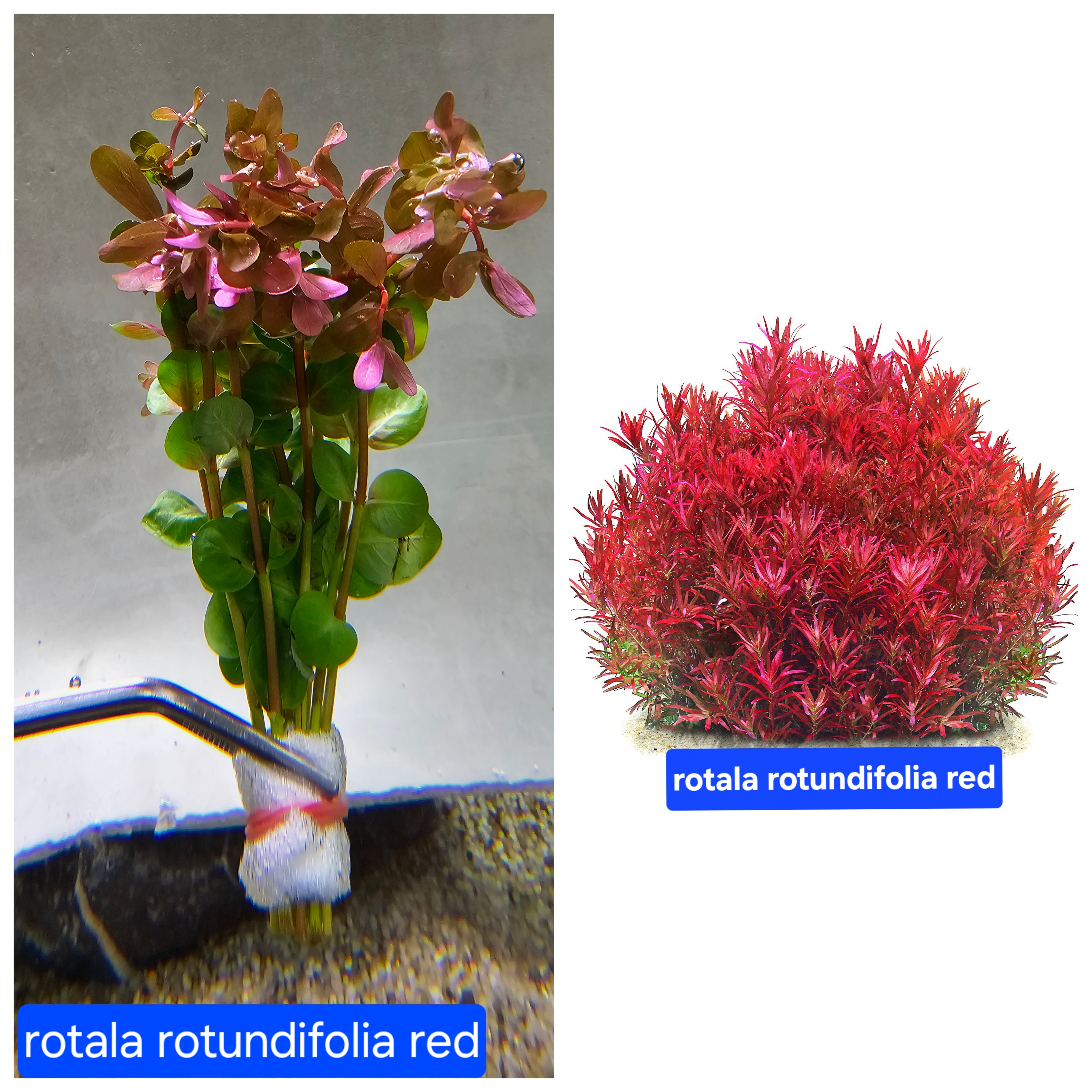 روتالا روتوندیفولیا قرمز rotala rotundifolia red
