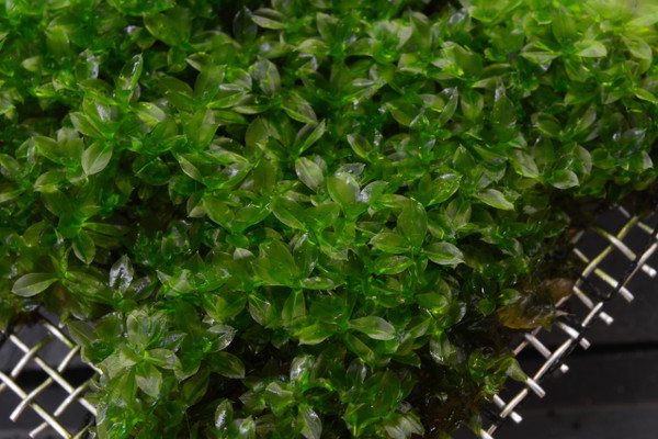 خزه استار موس گیاه وارداتی plagiomnium trichomanes star moss