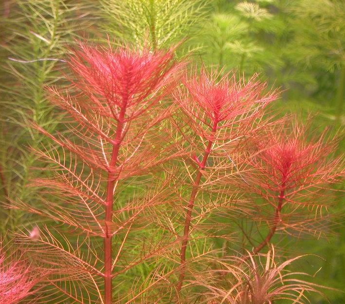 میریوفیلوم قرمز Red Watermilfoil گیاه وارداتی