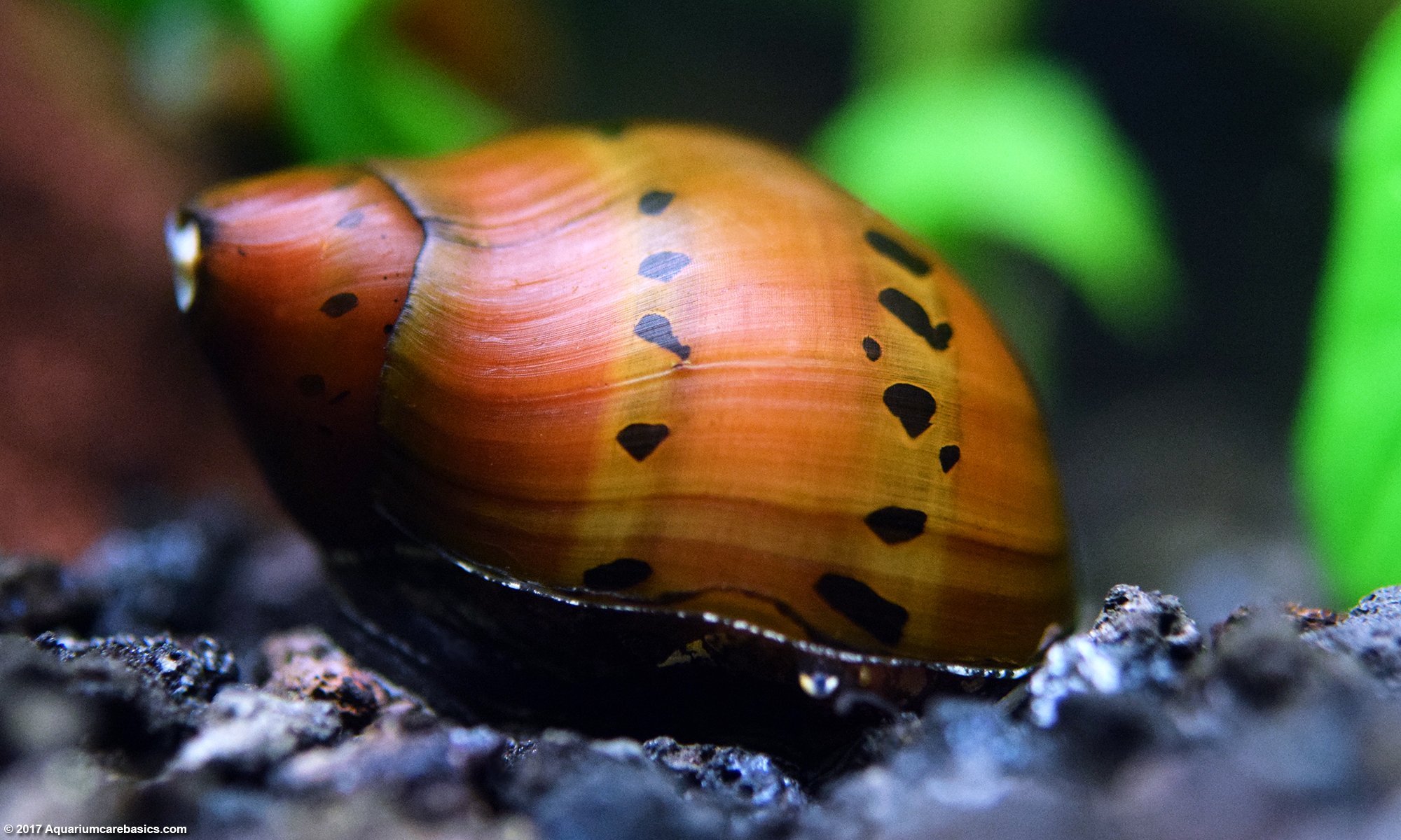حلزون توت فرنگی Tracked Nerite Snail