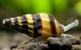 حلزون کیلر killer snail